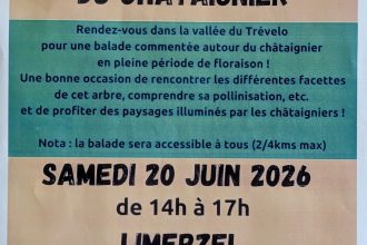 Balade découverte autour du châtaignier à Limerzel le 20 juin 2026 9 Affiche de la balade découverte autour du châtaignier organisée à Limerzel le 20 juin 2026.