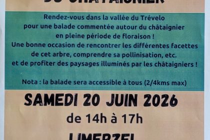 Affiche de la balade découverte autour du châtaignier organisée à Limerzel le 20 juin 2026.