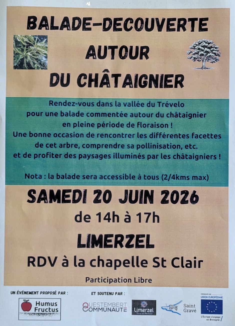 Affiche de la balade découverte autour du châtaignier organisée à Limerzel le 20 juin 2026.